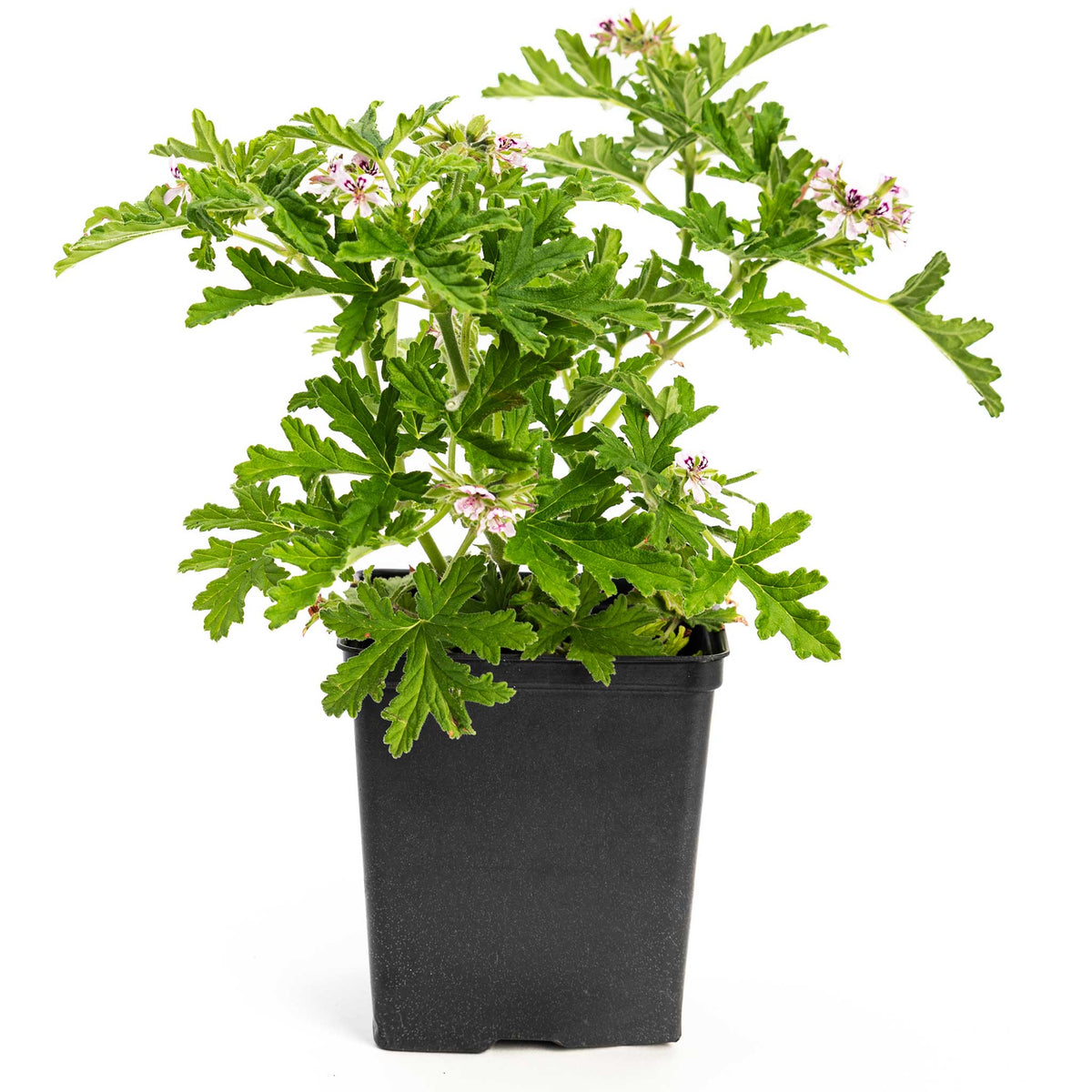 Potted Citronella Bush sapling with green leaves and pink flowers on a white background.