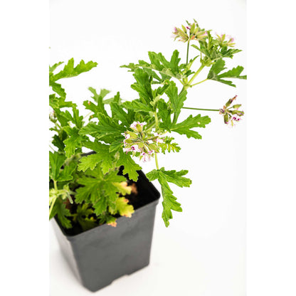 Potted Citronella Bush sapling with deeply lobed green leaves and small pink blooms growing in a black nursery grow pot, isolated on a plain white background.