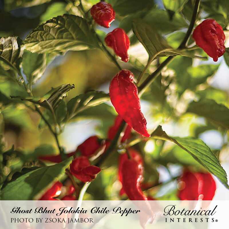 Clusters of glossy, deep red Ghost Bhut Jolokia chile peppers with their characteristically wrinkled, elongated pods hang among green foliage in dappled sunlight.