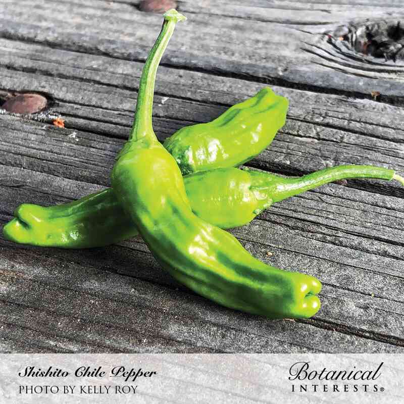 Cluster of glossy, wrinkled green Shishito chile peppers with curled stem tips, arranged in a star shape on a weathered wooden plank.