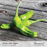 Cluster of glossy, wrinkled green Shishito chile peppers with curled stem tips, arranged in a star shape on a weathered wooden plank.
