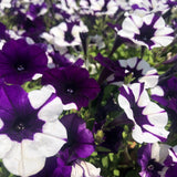 Close-up cluster of Shock Wave Purple Tie Dye petunia blooms, each flower splashed with irregular deep purple and white star-shaped patterns radiating from a dark centre, surrounded by green foliage.
