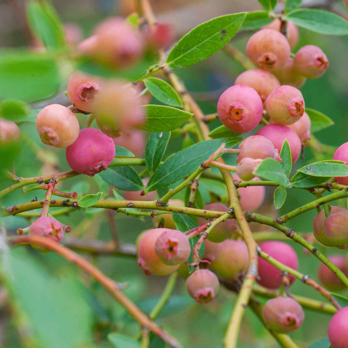 Close-up of bright pinkish-red berries ripening on green leafy branches of a Pink Lemonade Blueberry bush.