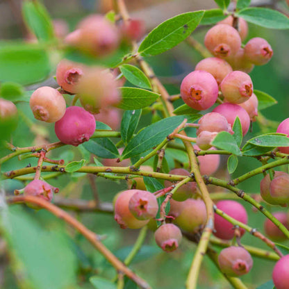 Close-up of bright pinkish-red berries ripening on green leafy branches of a Pink Lemonade Blueberry bush.