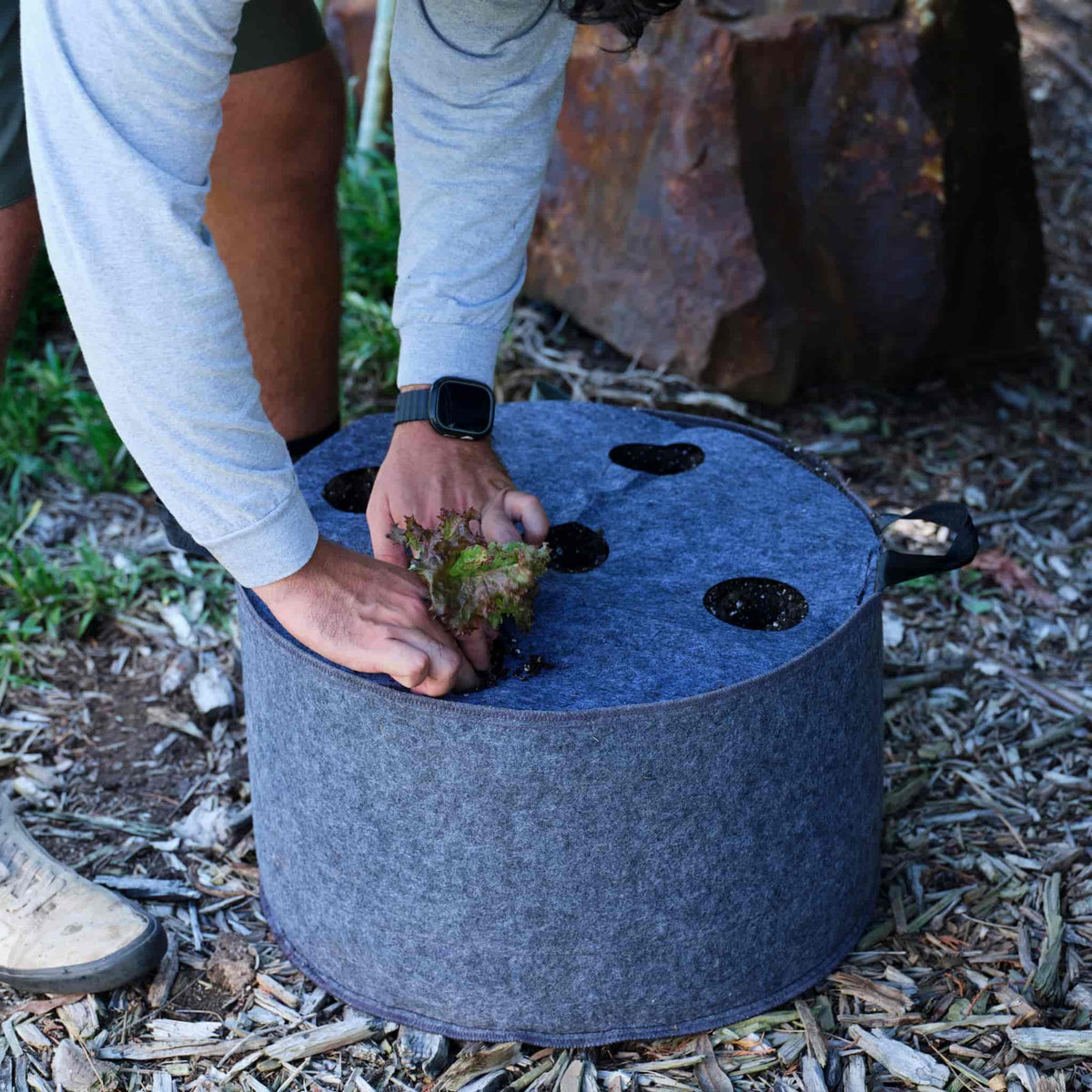 Person planting lettuce through a Plantable Fabric Cover on a felt grow bag outdoors.
