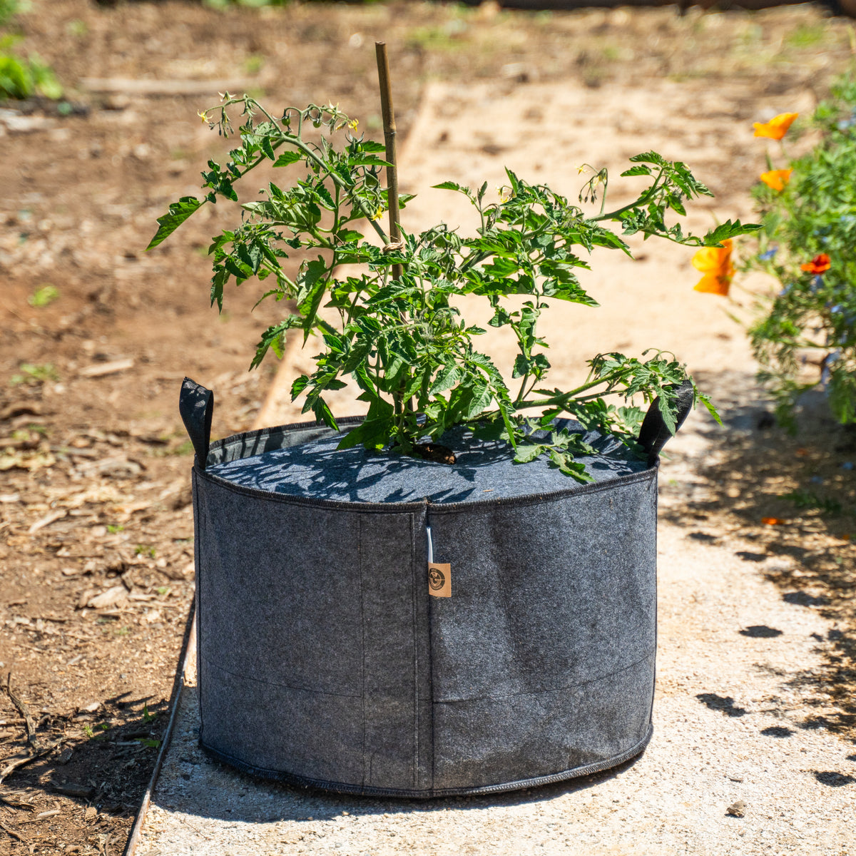 Tomato plant supported by a wooden stake, growing through a single-hole fabric cover on top of a dark gray felt grow bag placed outdoors.
