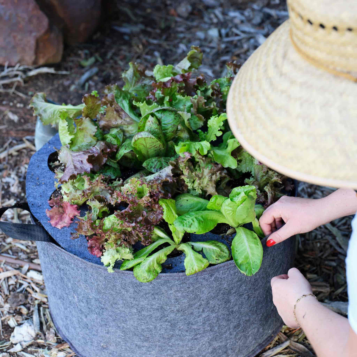 Top-down view of a gardener wearing a straw hat tending to fresh lettuce and leafy greens growing through a Plantable Fabric Cover on a round felt grow bag outdoors.
