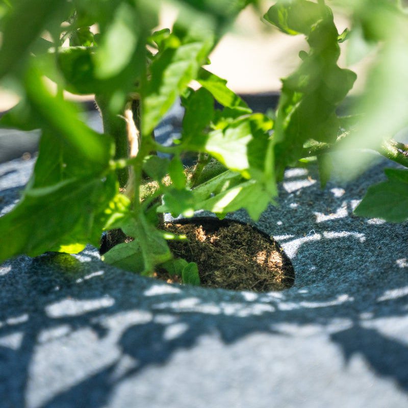 Close-up view of a young green plant growing through a hole in a dark gray Plantable Fabric Cover outdoors in dappled sunlight.