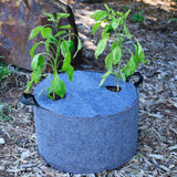 Two pepper plants growing through a blue plantable fabric grow bag cover outdoors.