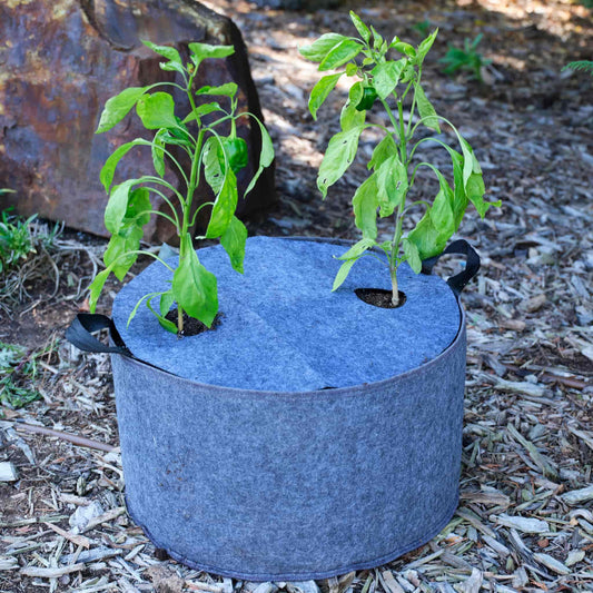 Two pepper plants growing through a blue plantable fabric grow bag cover outdoors.