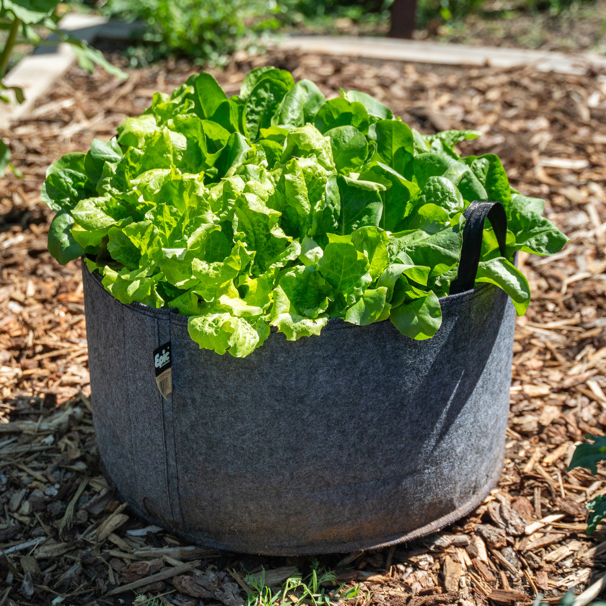 Green leafy plants growing in a gray felt grow bag with a fabric cover outdoors.