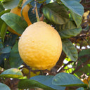 Close-up view of a large, bumpy-textured yellow Ponderosa lemon ripening on a tree surrounded by thick green leaves.