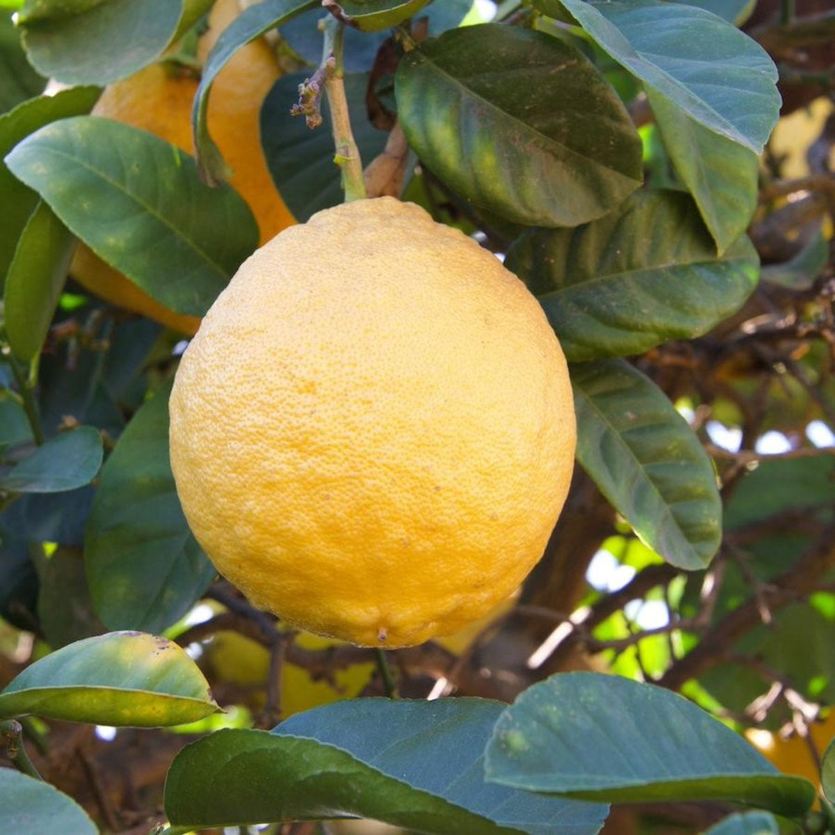 Close-up view of a large, bumpy-textured yellow Ponderosa lemon ripening on a tree surrounded by thick green leaves.
