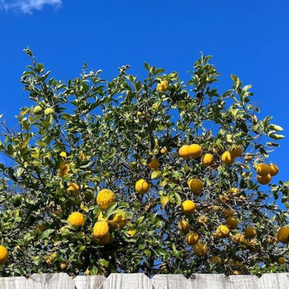 Large Ponderosa lemon tree full of ripe yellow lemons against a blue sky.