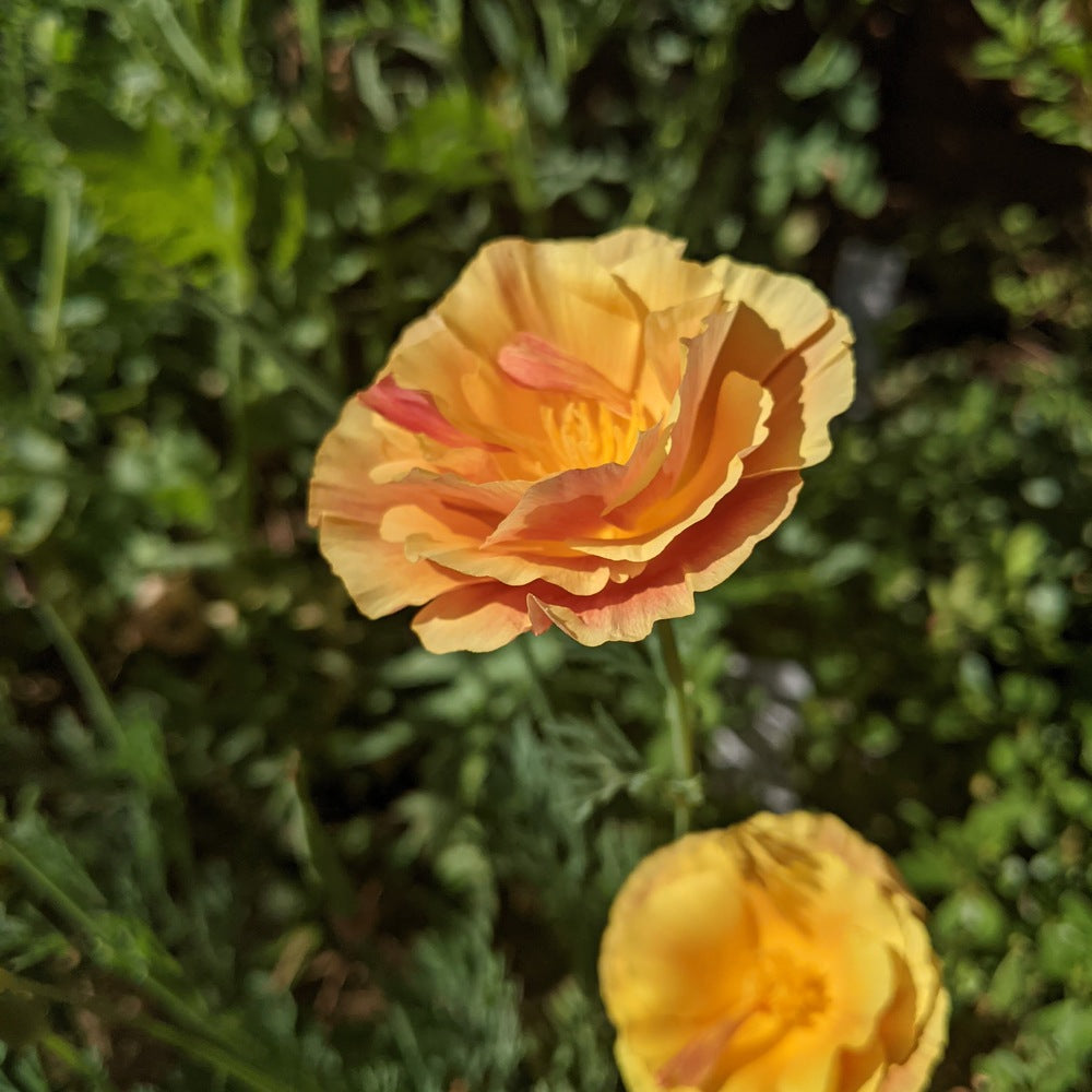 Close-up photo of ruffled, golden-apricot California poppy blossoms with feathery green foliage in the background, for Orange California Poppy Seeds.