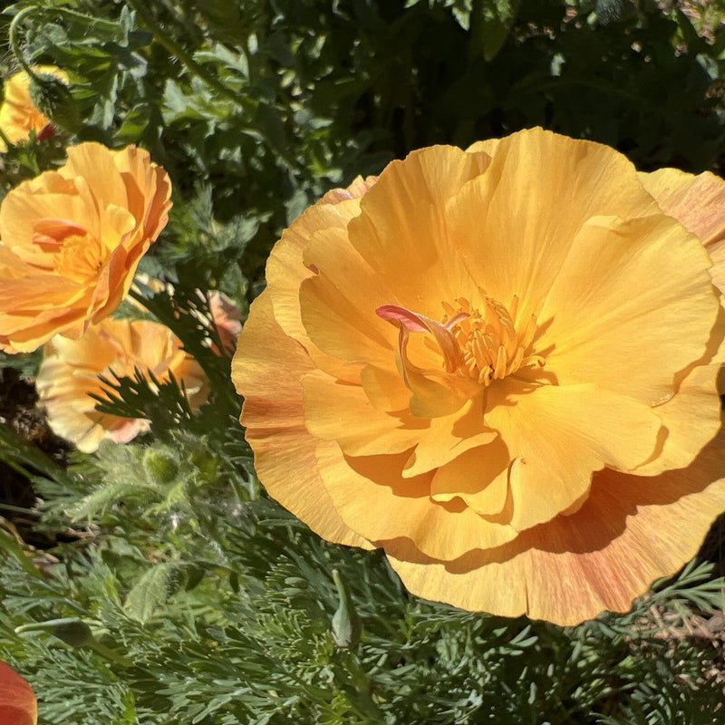 Close-up photo of a fully bloomed golden-orange California poppy flower with ruffled petals and feathery green foliage, for Orange California Poppy Seeds.