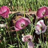 Vibrant Pandora poppy flowers blooming outdoors in shades of dusty pink, burgundy, and soft white, growing on slender green stems in a sunny garden setting.