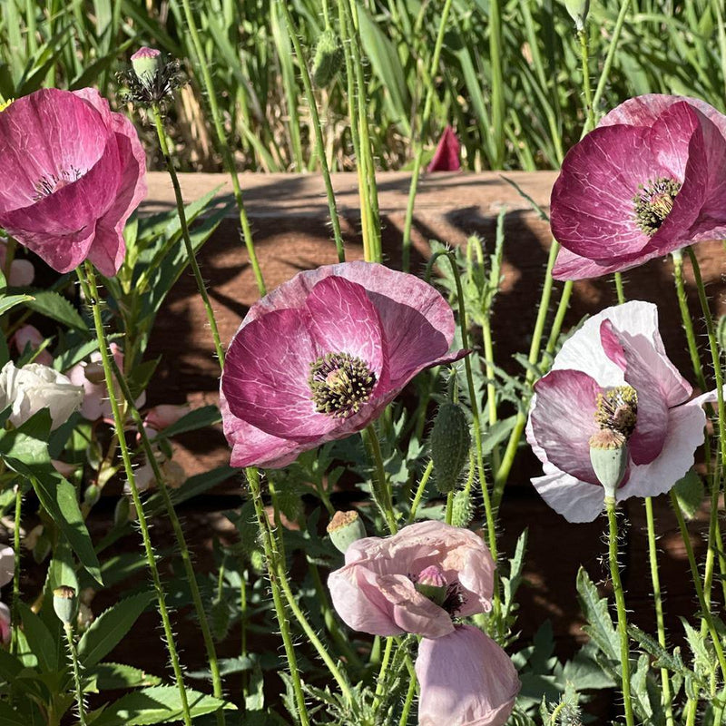 Vibrant Pandora poppy flowers blooming outdoors in shades of dusty pink, burgundy, and soft white, growing on slender green stems in a sunny garden setting.