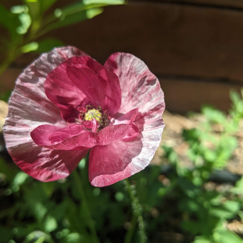 Close-up view of a vibrant Pandora poppy blossom displaying papery, double ruffled petals in shades of deep pink and burgundy with faint white stripes and a yellow center against green garden foliage.