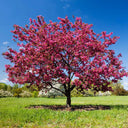 Prairie Fire Crabapple tree with pink blossoms in a grassy field under a blue sky