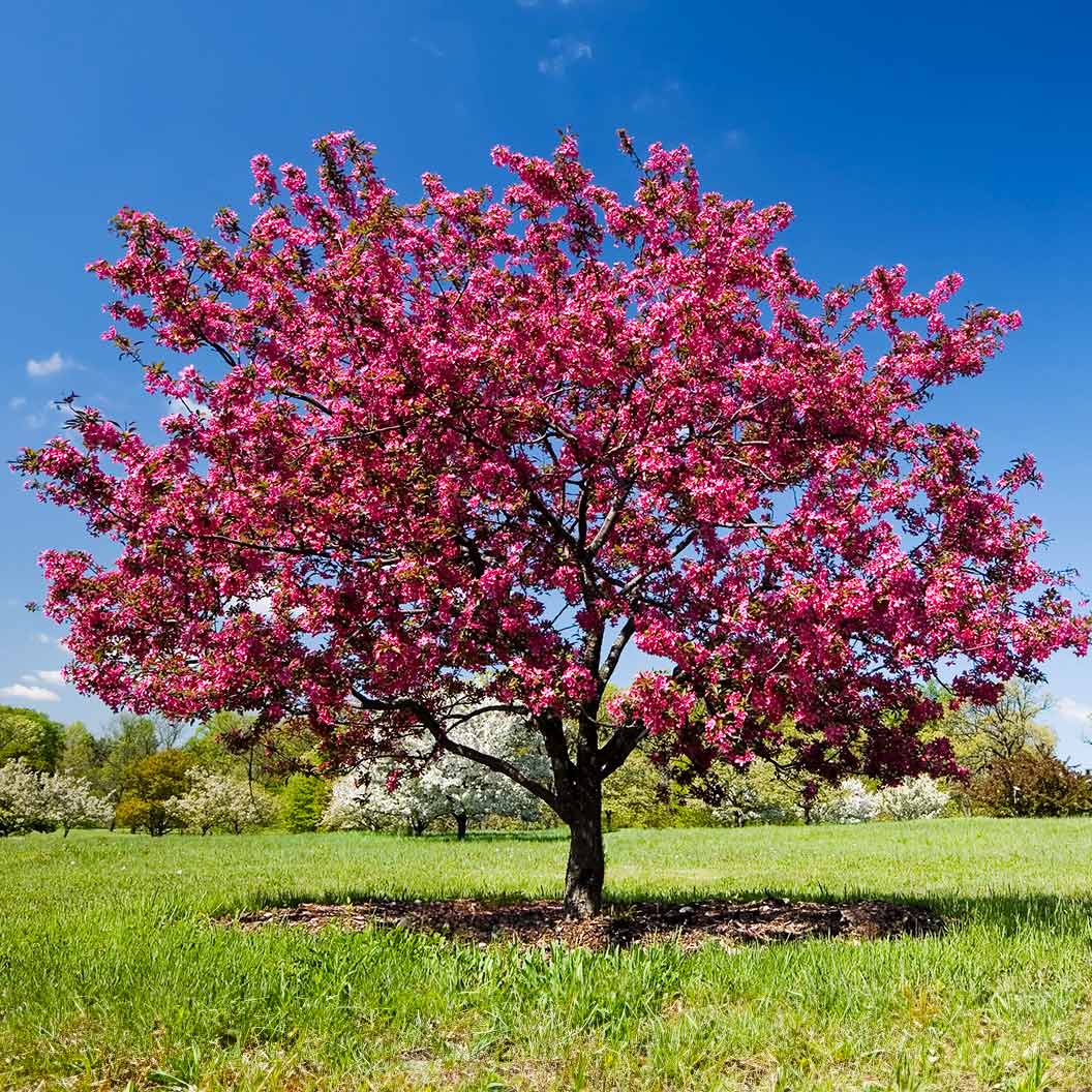 Prairie Fire Crabapple tree with pink blossoms in a grassy field under a blue sky