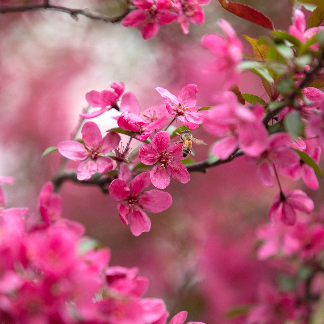 Prairie Fire Crabapple pink flowers