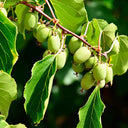 Close-up view of multiple smooth, oval Prolific Kiwi fruits hanging in clusters among reddish stems and vibrant green leaves.