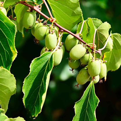 Close-up view of multiple smooth, oval Prolific Kiwi fruits hanging in clusters among reddish stems and vibrant green leaves.
