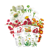 Collection of flower seed packets with corresponding illustrations on a white background