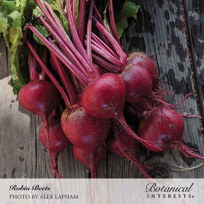 A freshly harvested bunch of Robin beets with deep red-purple bulbs, trailing roots, and magenta-veined leaf stems, laid on weathered wooden boards, labelled 