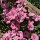 Vibrant cluster of soft pink Pink Rose Mallow blossoms with darker pink central veins and dark centers growing outdoors beside a wooden garden structure.