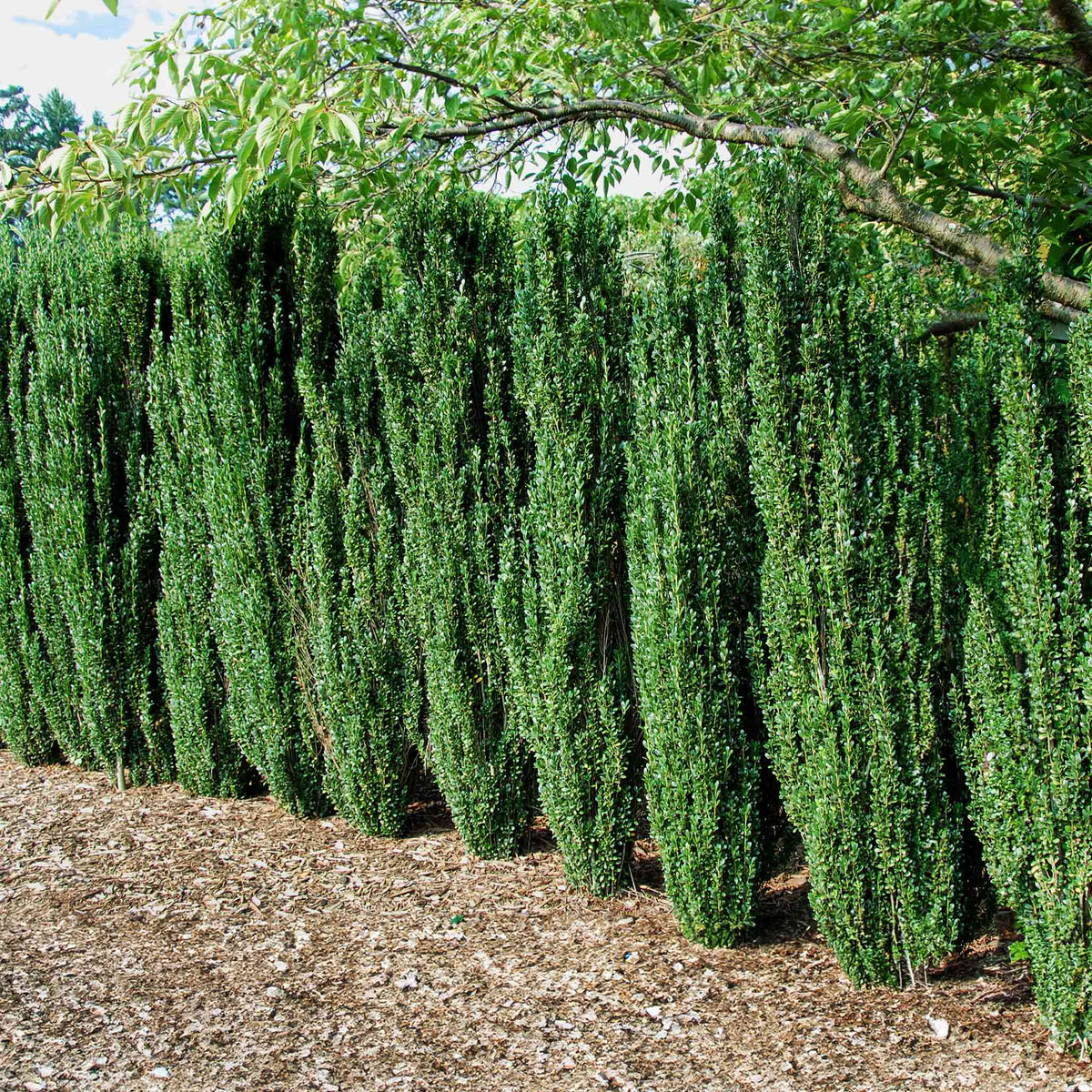 Row of Sky Pencil Holly with a natural background