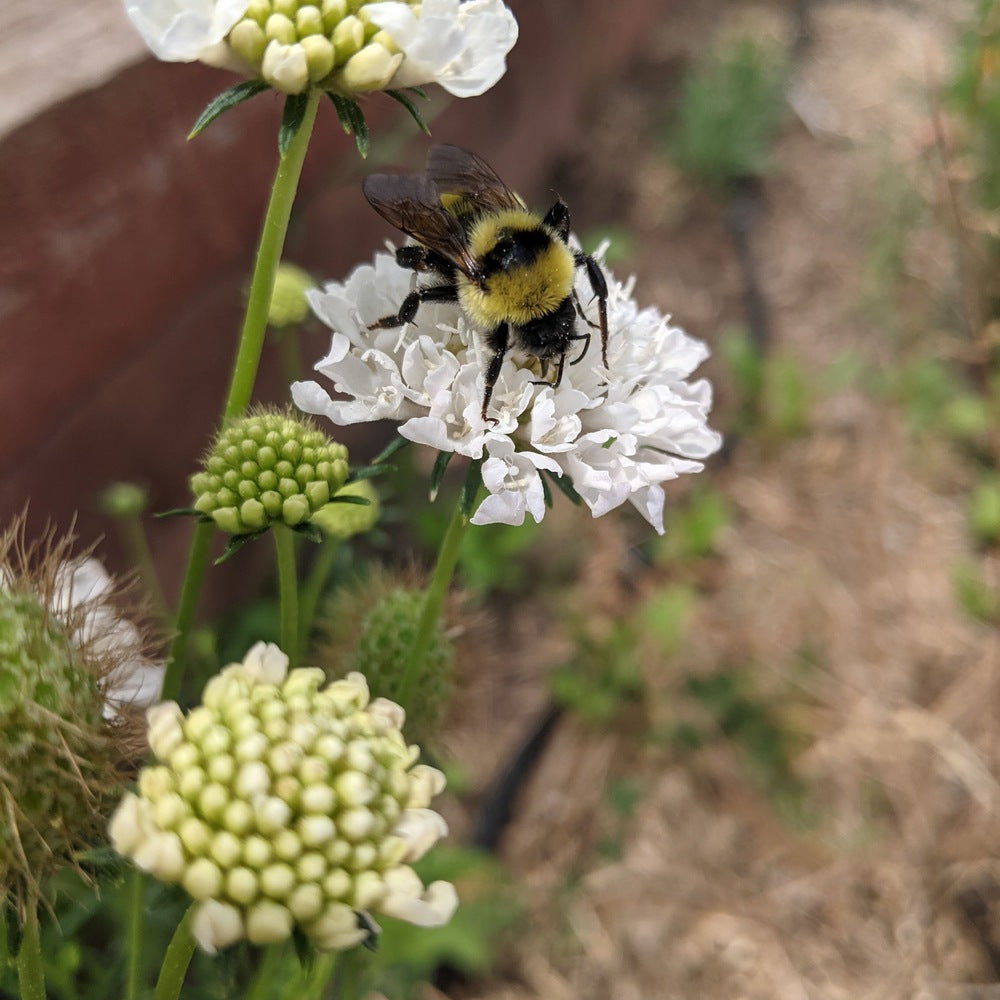 Bumblebee on a white Snowmaiden Scabiosa flower with green buds in a natural setting