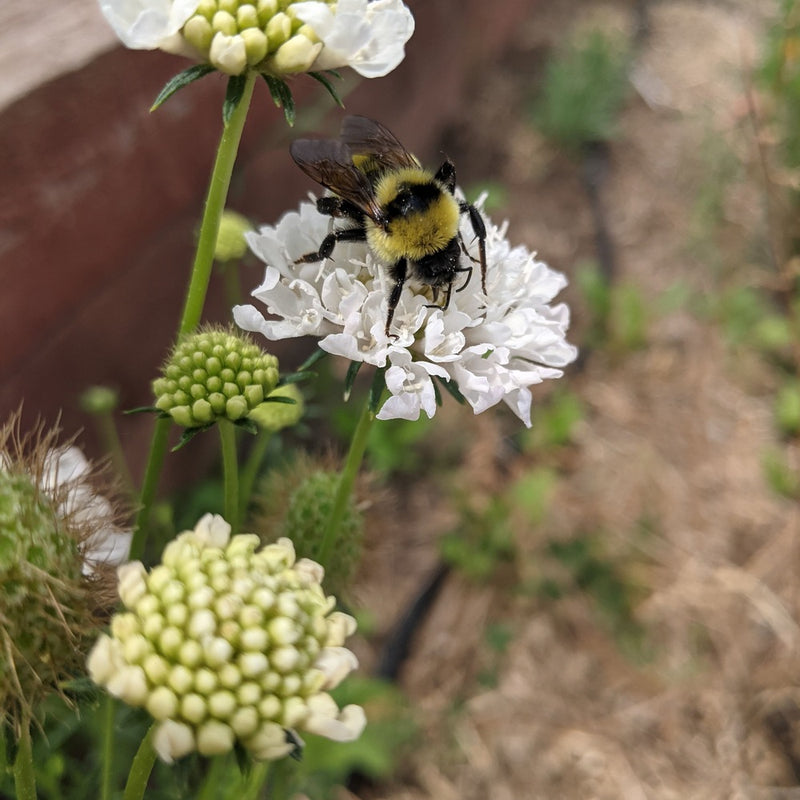 Bumblebee on a white Snowmaiden Scabiosa flower with green buds in a natural setting
