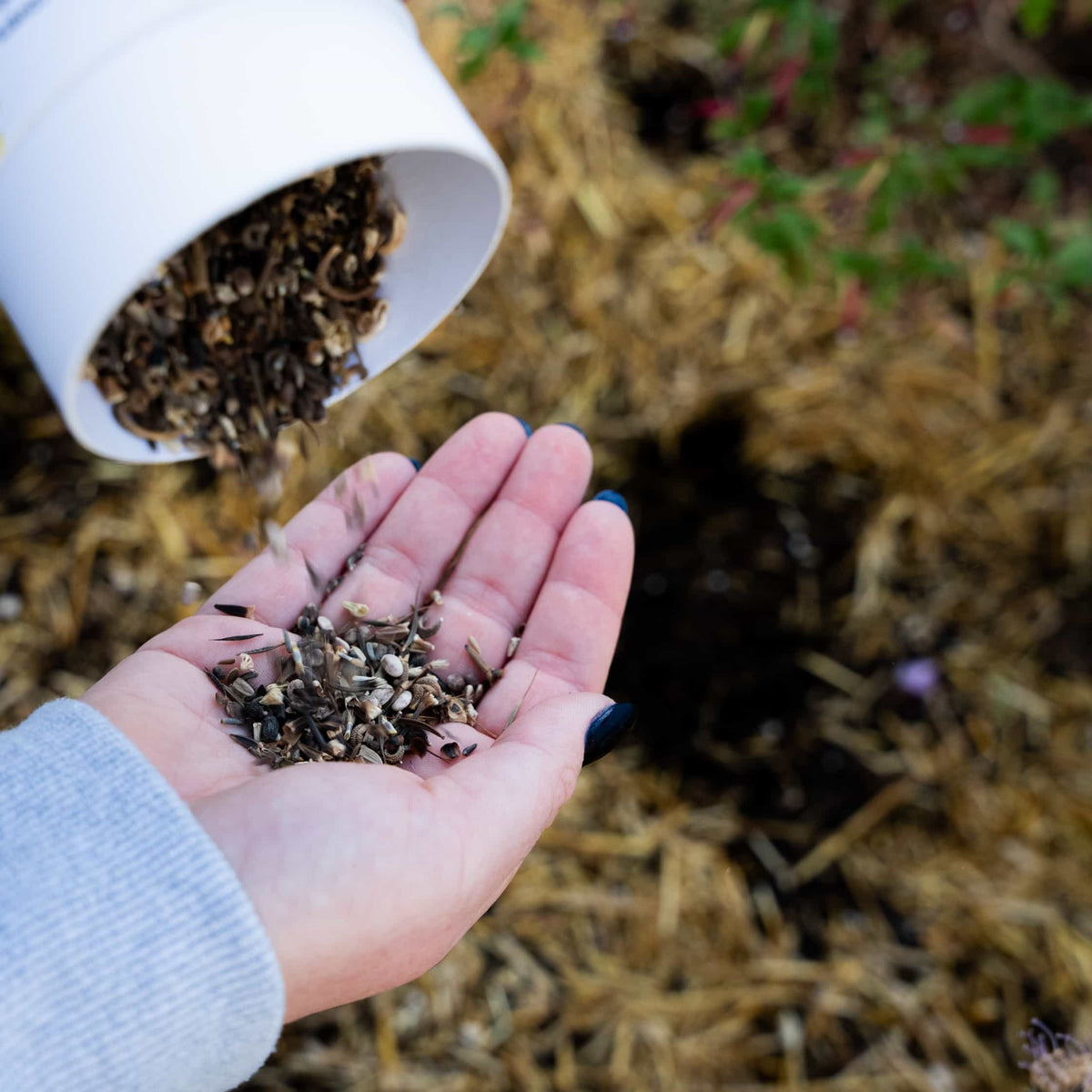 Close-up of an open palm holding cover crop seeds next to a tipped white seed shaker tube over straw mulch ground.