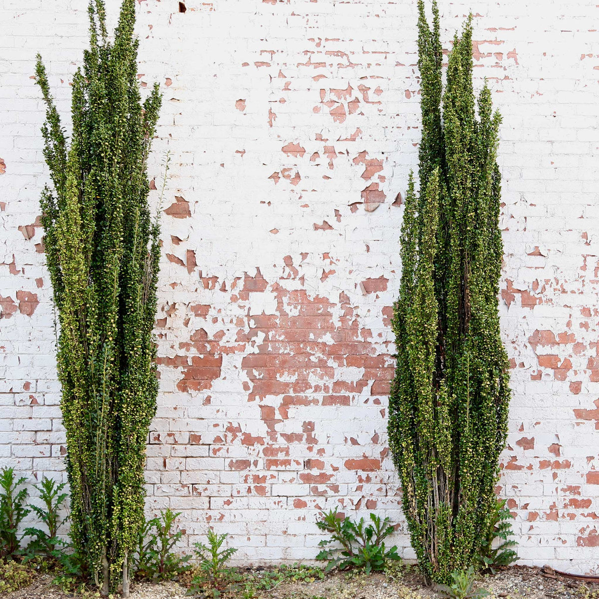 Sky Pencil Holly agains a brick wall