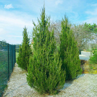 A row of tall, conical Spartan Juniper evergreen trees planted along a chain-link fence in a mulched landscape bed under a light blue sky.