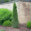 An upright, narrow Spartan Juniper tree with dense, dark green scale-like foliage growing on a landscaped lawn in sunny weather.