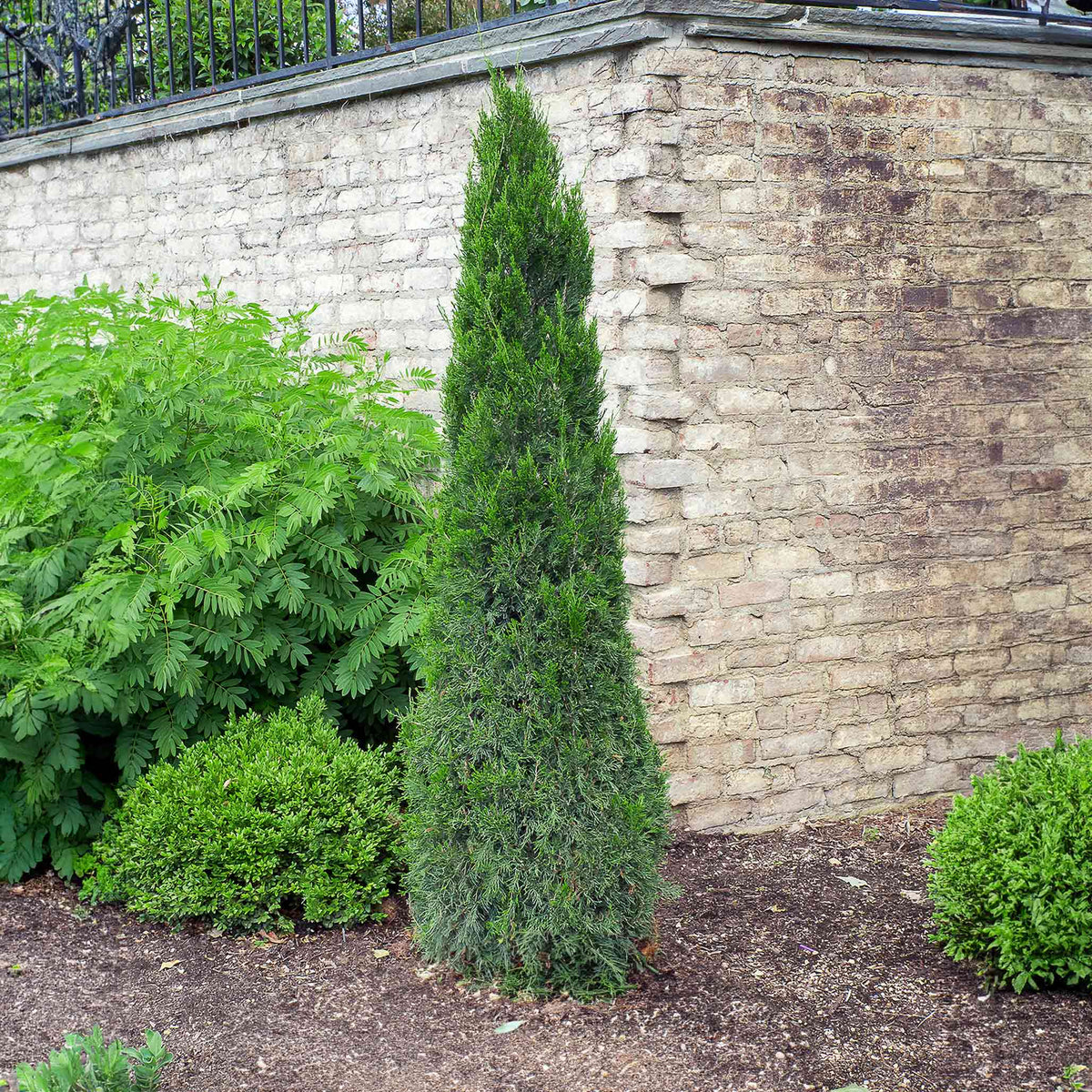 An upright, narrow Spartan Juniper tree with dense, dark green scale-like foliage growing on a landscaped lawn in sunny weather.