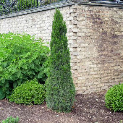 An upright, narrow Spartan Juniper tree with dense, dark green scale-like foliage growing on a landscaped lawn in sunny weather.