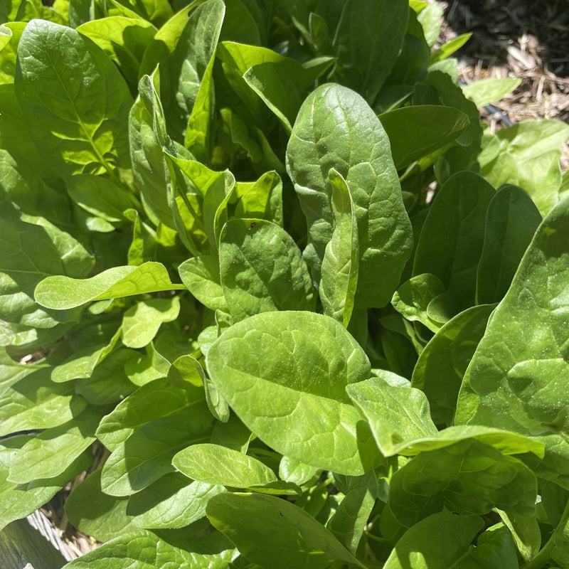 Close-up of fresh green Space Spinach leaves