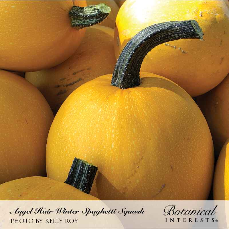 Cluster of round Angel Hair winter spaghetti squash with smooth golden-yellow skin and thick curved dark green stems, shown in close-up, packet text names the variety and photo credit.