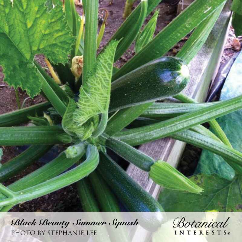 Close-up photo of dark green Black Beauty zucchini growing on a vibrant, bushy vine in the garden, labeled 