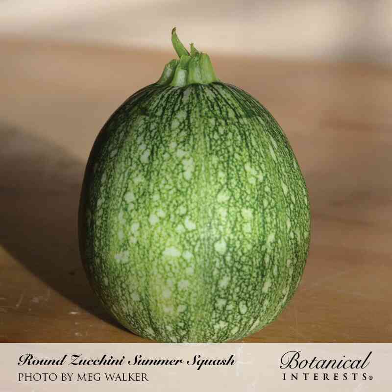 A single round zucchini summer squash with a mottled pale and dark green marbled skin sits on a wooden surface, labelled "Round Zucchini Summer Squash" with a photo credit to Meg Walker.