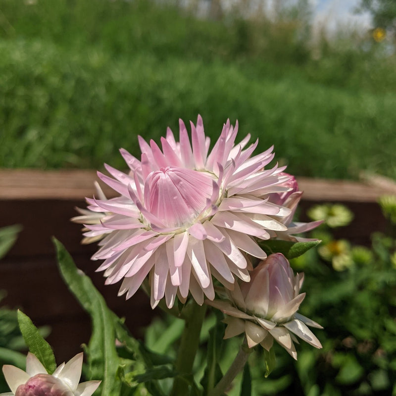 Close-up of silvery-white and soft pink strawflower blossoms in sunlight.