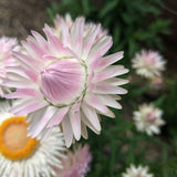 Extreme close-up of a delicate silvery-pink King Size Silvery Rose strawflower bloom with pointed petals beginning to unfurl around a tight central bud against a softly blurred garden background.