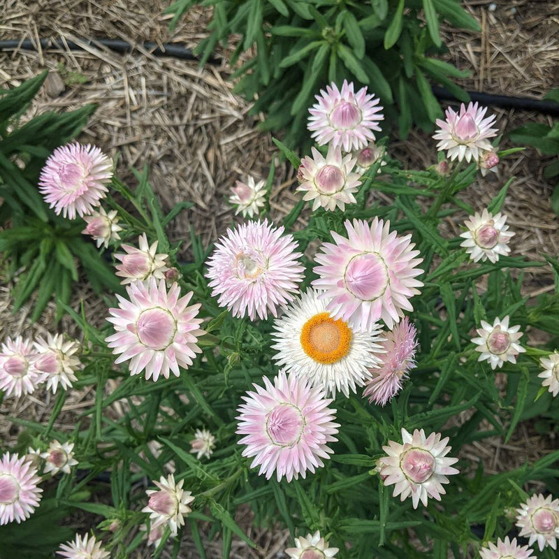 Overhead view of a lush patch of blooming King Size Silvery Rose strawflowers displaying a mix of pale pink and white paper-like blooms with yellow-orange centers surrounded by green foliage and straw mulch.