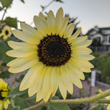 Close-up of a Vanilla Ice sunflower with pale yellow petals surrounding a dark brown, textured centre, growing in a garden with houses and other sunflowers blurred in the background.