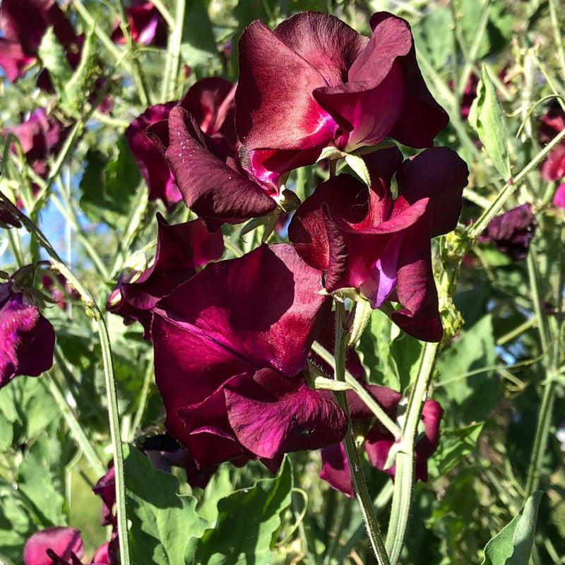Close-up of deep wine-red Beaujolais sweet pea blooms with ruffled, velvety petals climbing on tendrilled green stems, photographed outdoors in bright sunlight.