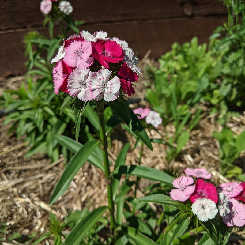 Sweet William flowers in a rounded cluster of fringed magenta, pink and white blooms atop a slender green stem, with more blossoms and straw mulch visible in the garden bed behind.